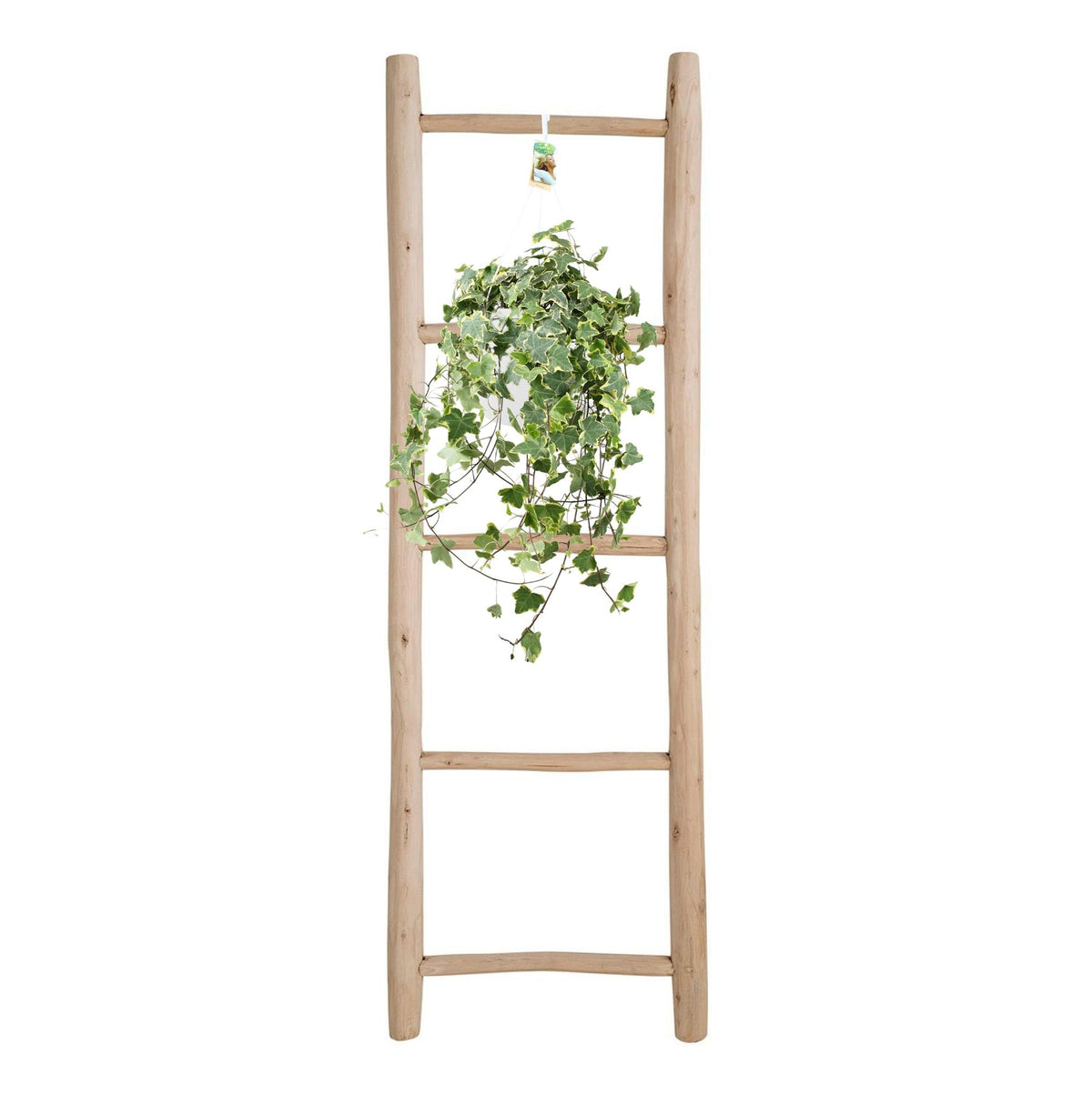 Hedera Helix Gold Child - Hang/XXL, kenmerkend blad
