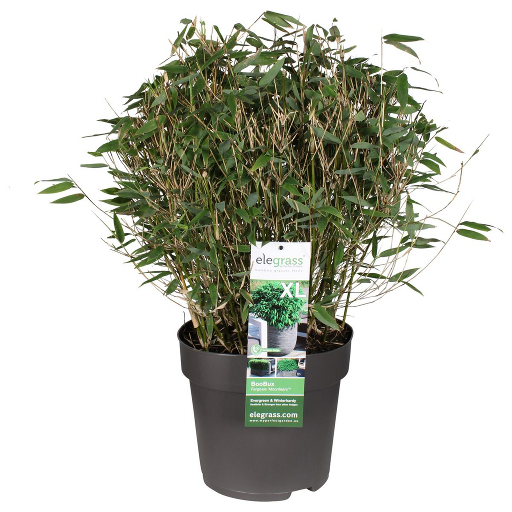Detailfoto van Fargesia Moontears Boobux, bladhoudende bamboe voor de tuin
