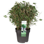 Detailfoto van Fargesia Moontears Boobux, bladhoudende bamboe voor de tuin