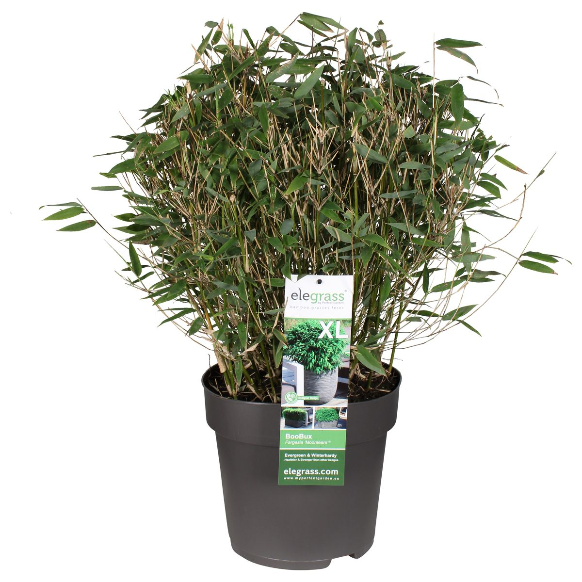 Detailfoto van Fargesia Moontears Boobux, bladhoudende bamboe voor de tuin