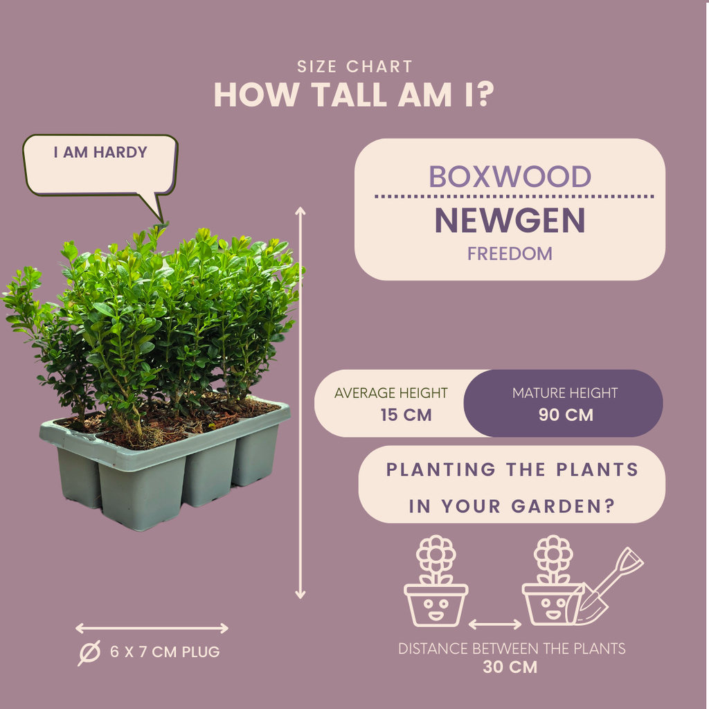 Buxus NewGen Freedom, groenblijvend, 2 sets van 6, 12 stuks, groeiwijze van de plant