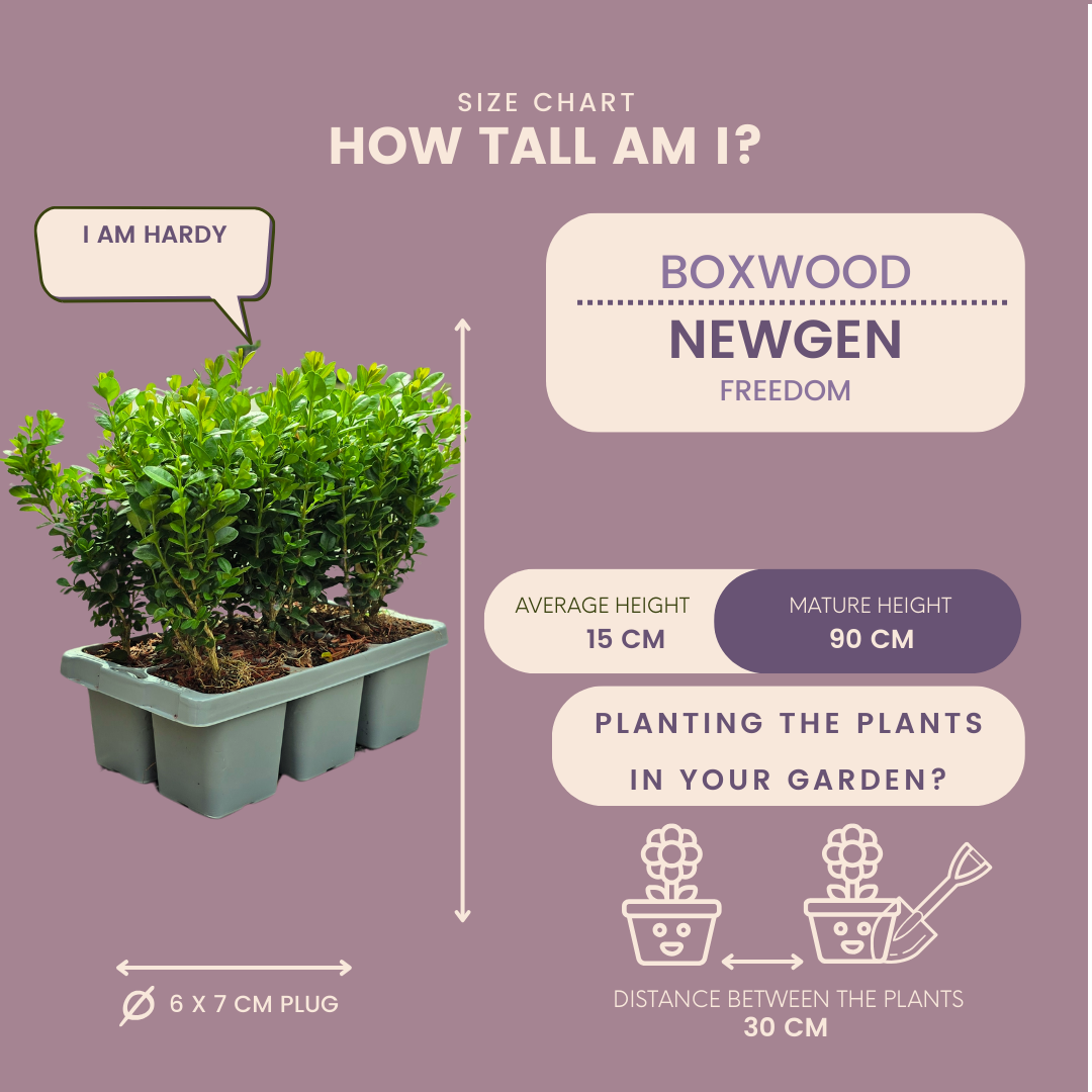 Buxus NewGen Freedom, groenblijvend, 2 sets van 6, 12 stuks, groeiwijze van de plant