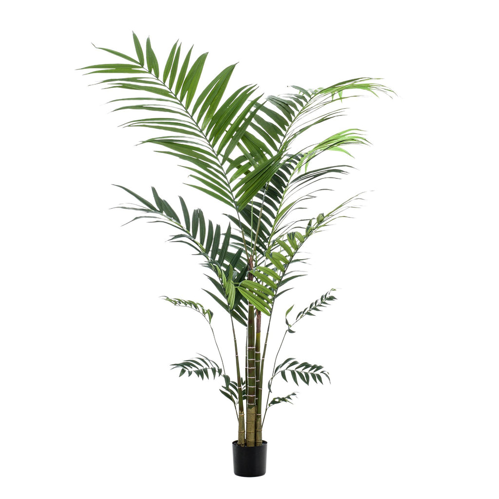 Kunstplant - Kentia -Kentiapalm, groeiwijze van de plant