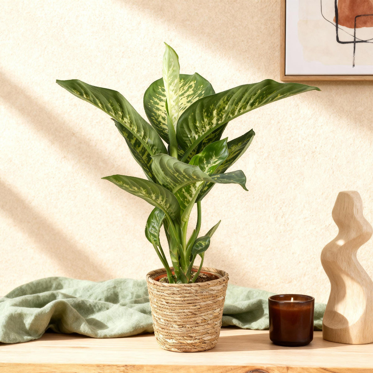Diefenbachia Tropic Snow, plant in pot