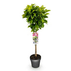 Magnolia Susan, kenmerkend blad