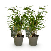 Fargesia rufa, 35 cm hoog