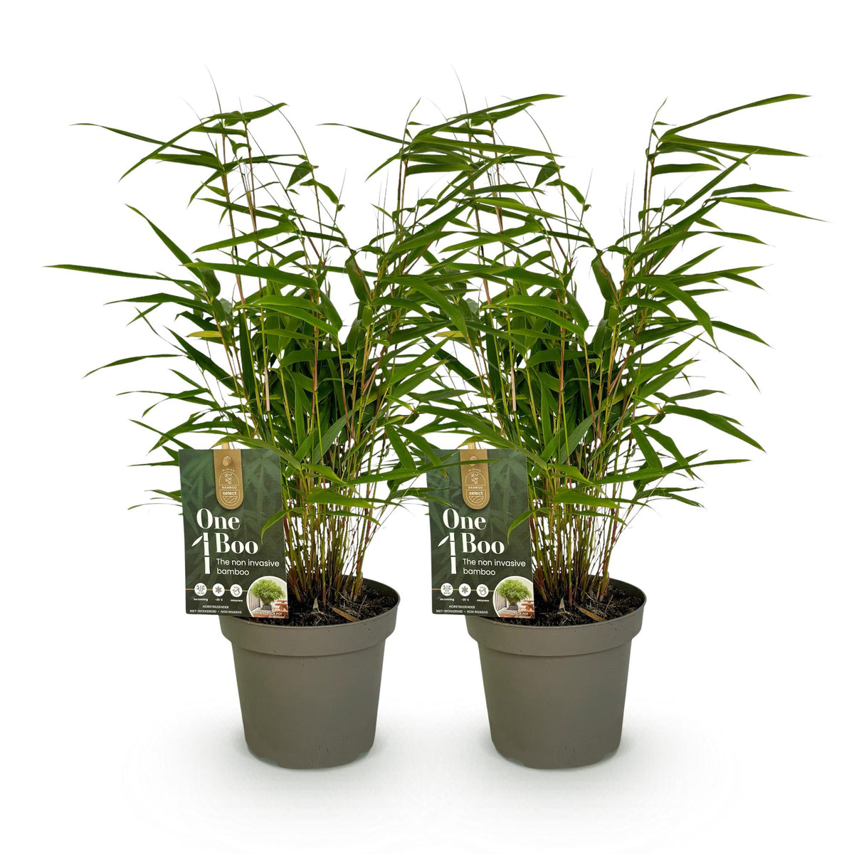 Fargesia rufa, 35 cm hoog, detail van het blad