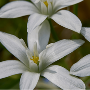 Vogelmelk Ornithogalum bloembollen, witte sterren, 30 stuks