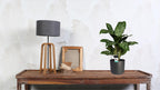 Productfoto van Aglaonema Greenlight (Decorum)