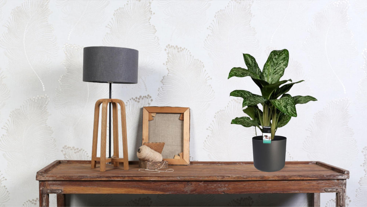 Productfoto van Aglaonema Greenlight (Decorum)