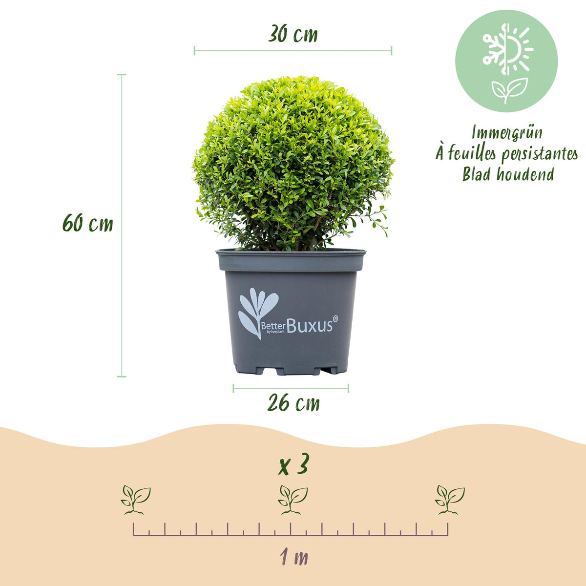 BetterBuxus Skylight, schimmelresistente buxusvervanger, pot 26 cm, plant in pot