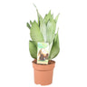 Sansevieria Moonshine**