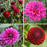 Dahlia mix Gerard's Darlings, Natal en Blue Bell
