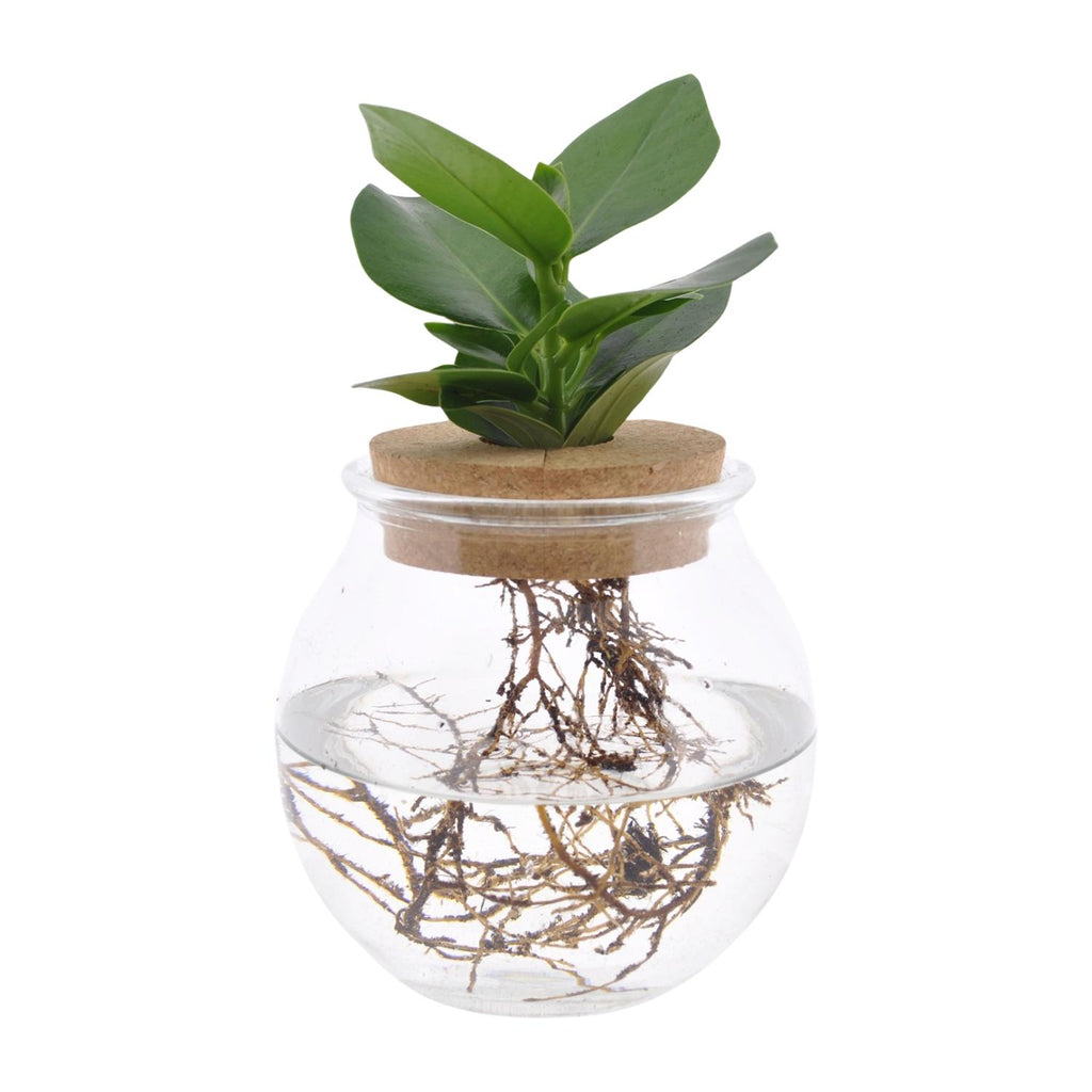 Productfoto van Clusia In Bolglas + Klikkurk
