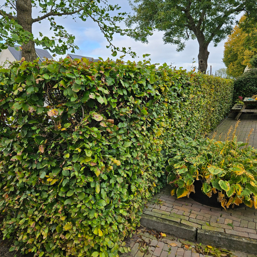 Beuk 50 stuks, minipallet, plant in pot