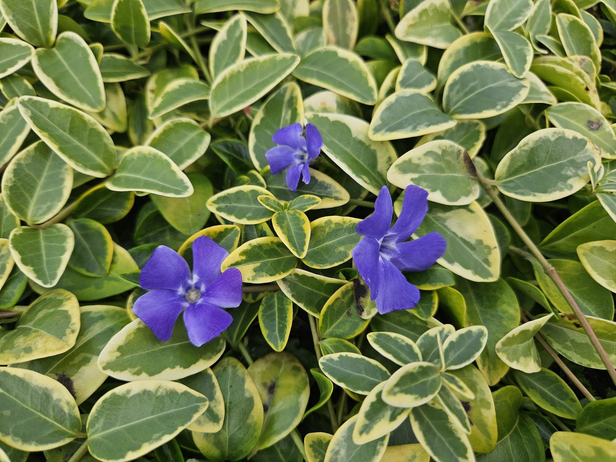 Productafbeelding van Pureplant