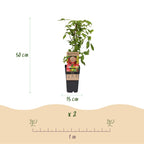 Frambozenplant Ottawa, fruitgewas voor de tuin, groene bladeren