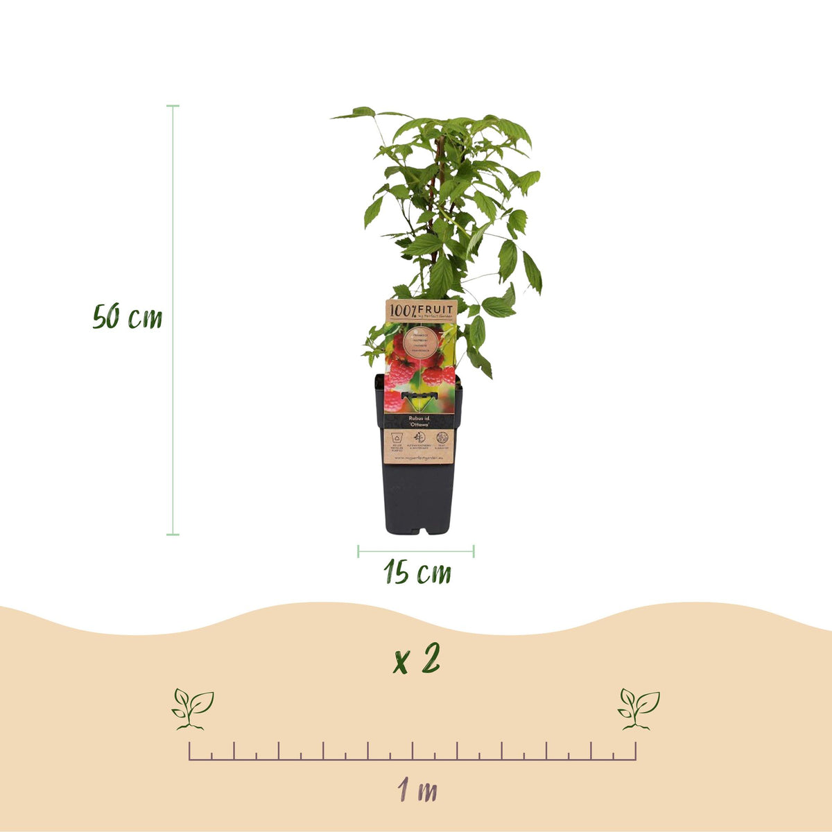 Frambozenplant Ottawa, fruitgewas voor de tuin, groene bladeren