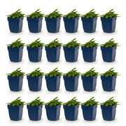 24x Stachys off. Alba - Ezeloor - Wit