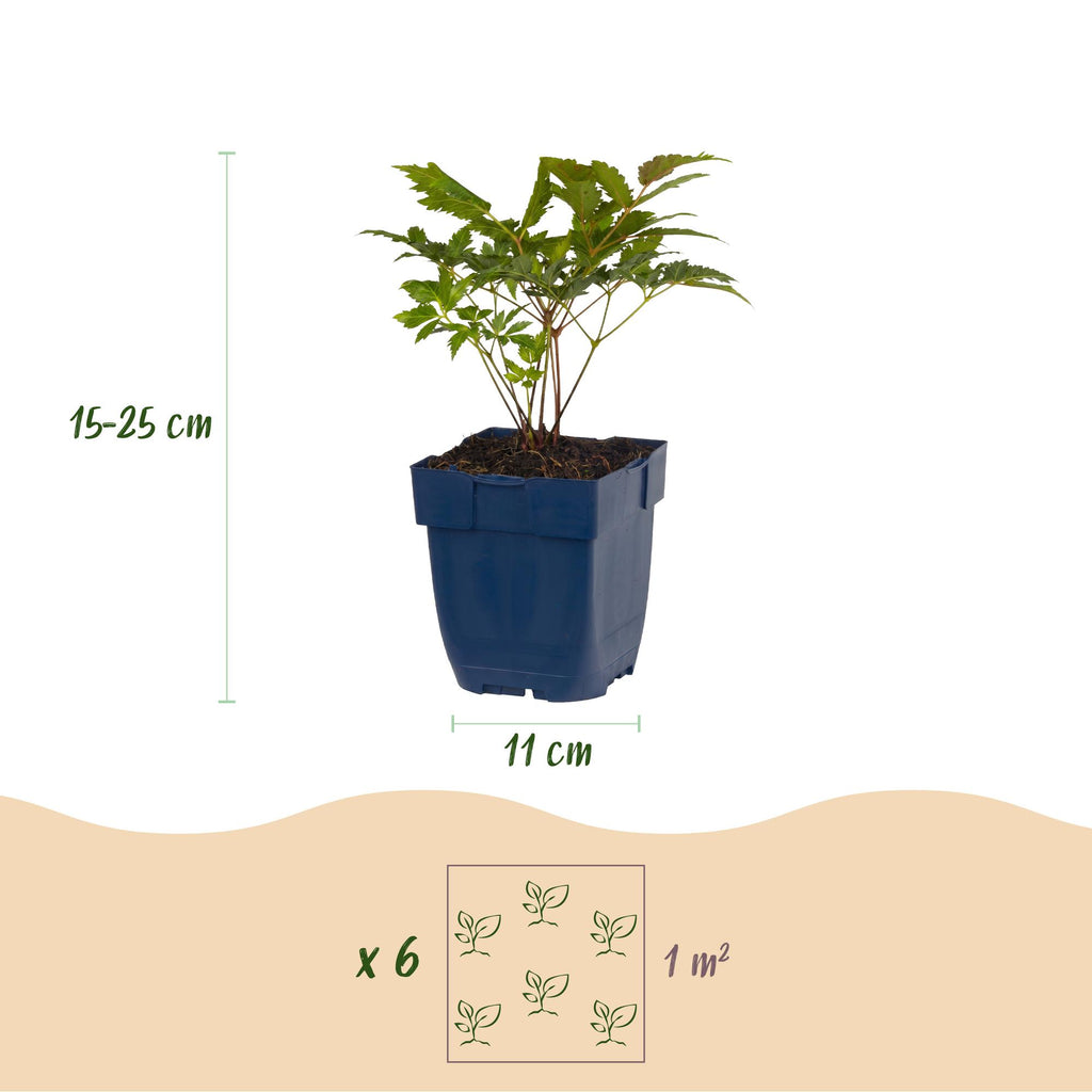 Pluimspirea (A) Fanal, groene bladeren