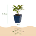 Pluimspirea (A) Fanal, groene bladeren