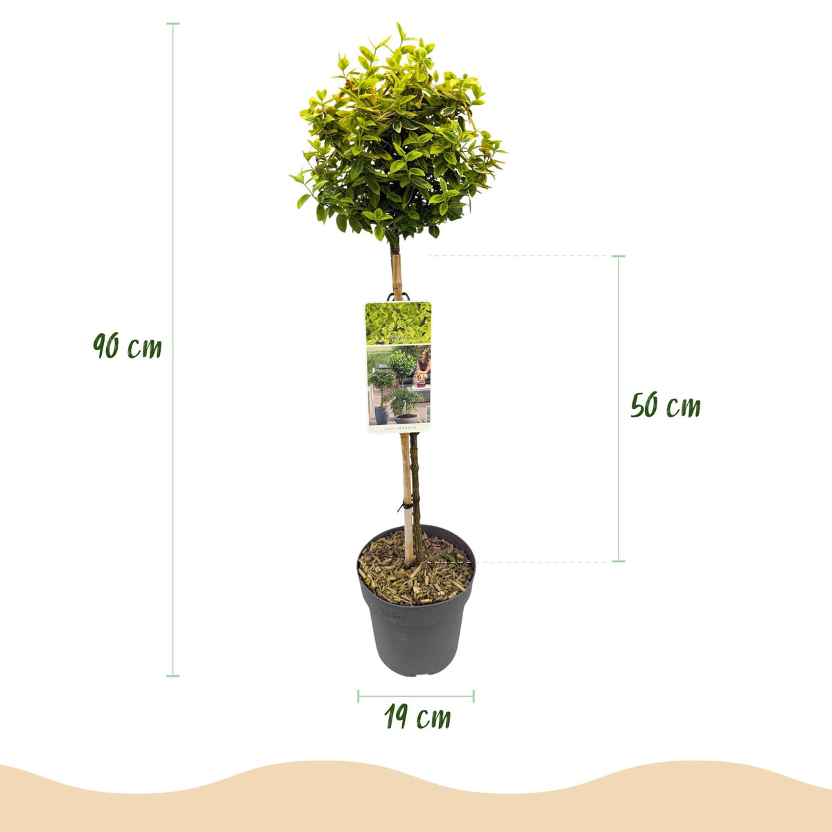 Euonymus fortunei Emerald n Gold, groene bladeren