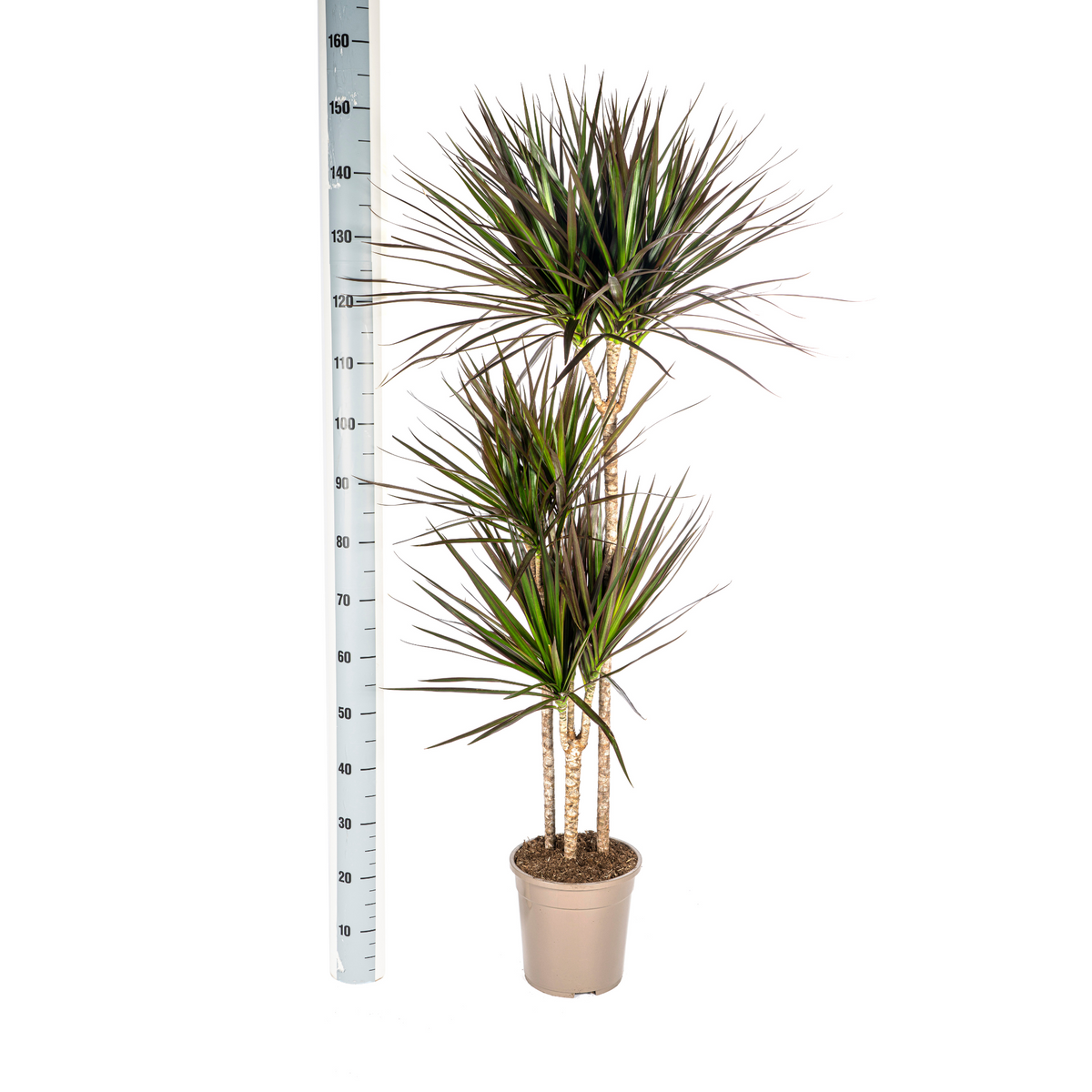 Dracaena Marginata Magenta met mand, detail van het blad