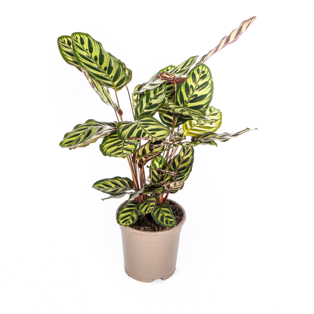 Calathea Makoyana, plant in pot