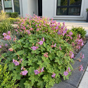 Geranium cant. Cambridge - Ooievaarsbek - Bodembedekkend - Licht Roze