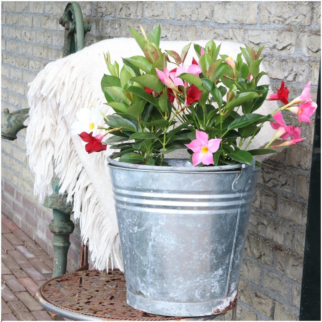 Productafbeelding van Pureplant