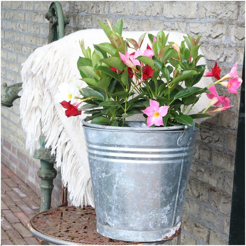 Productafbeelding van Pureplant