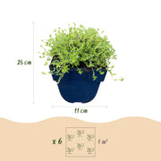 Thymus praecox Albiflorus - Witte kruiptijm - Geurend - Wit - 24 Planten