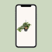 Monstera Monkey
