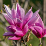 Magnolia liliiflora Nigra