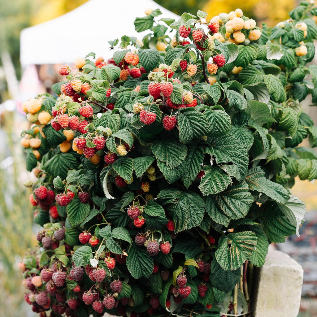 Frambozenplant Malling Promise, fruitgewas voor de tuin, plant in pot