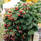 Frambozenplant Malling Promise, fruitgewas voor de tuin, plant in pot