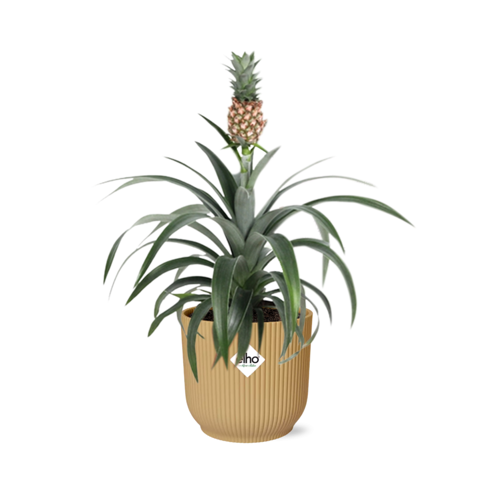 Productfoto van Ananas Mi Amigo in ELHO Vibes Fold 14cm geel