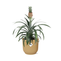 Productfoto van Ananas Mi Amigo in ELHO Vibes Fold 14cm geel