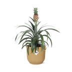 Productfoto van Ananas Mi Amigo in ELHO Vibes Fold 14cm geel