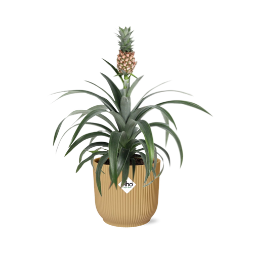 Productfoto van Ananas Mi Amigo in ELHO Vibes Fold 14cm geel