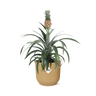 Ananas Mi Amigo in ELHO Vibes Fold 14cm geel
