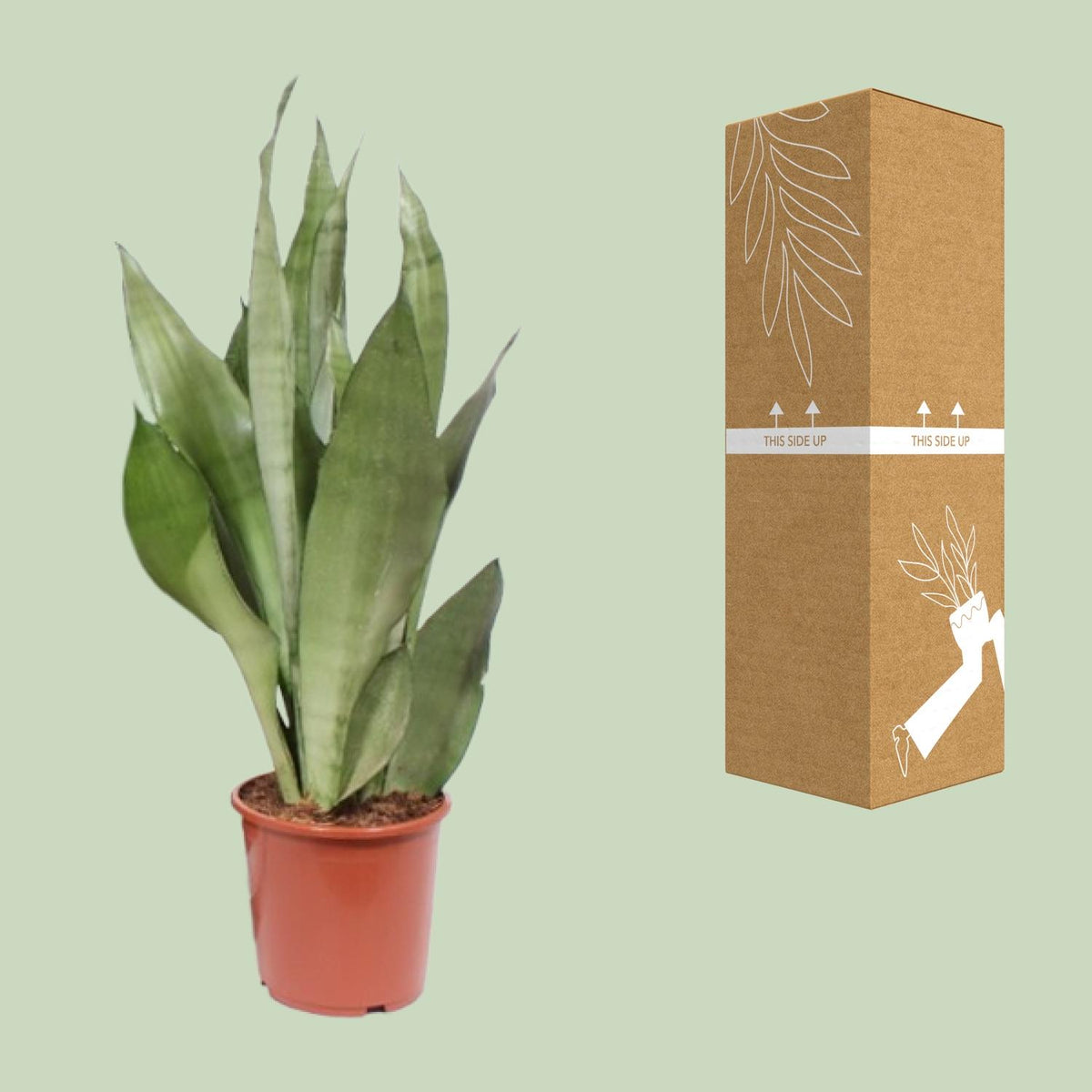Sansevieria Moonshine, kenmerkend blad