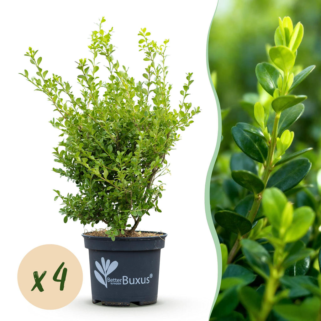 4x BetterBuxus Babylon Beauty, detail van het blad