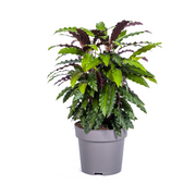 Calathea Rufibarba