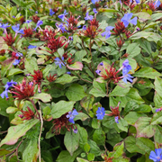 Loodkruid Ceratostigma pluggen voor de najaarstuin, 6 stuks