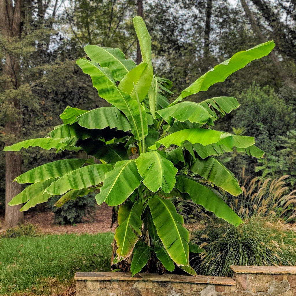 Musa Basjoo, plant in pot