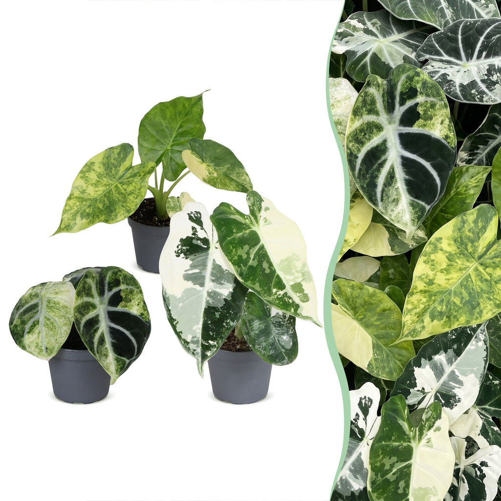 3x Baby Alocasia Tricolour Variegata - Groen - Zwart - Variegata - Tropisch - Ø6cm - ↕5-15cm, plant in pot