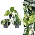 3x Baby Alocasia Tricolour Variegata - Groen - Zwart - Variegata - Tropisch - Ø6cm - ↕5-15cm, plant in pot