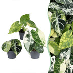 3x Baby Alocasia Tricolour Variegata - Groen - Zwart - Variegata - Tropisch - Ø6cm - ↕5-15cm, plant in pot