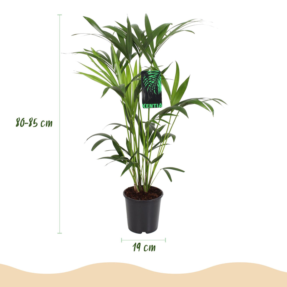 Howea Forsteriana, kenmerkend blad